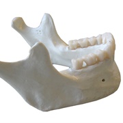 Mandible