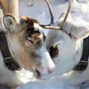 Reindeer Calves