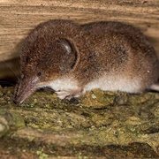 Masked Shrew