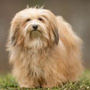 Havanese