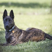 Dutch Shepherd