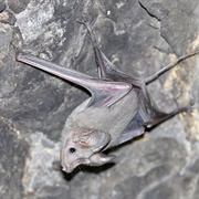 Small Mouse-Tailed Bat