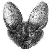 Large-Eared Slit-Faced Bat