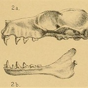 Minor Epauletted Fruit Bat