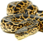 Yellow Anaconda