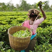 Munnar Tea