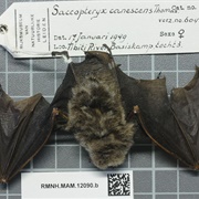 Frosted Sac-Winged Bat