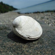 Clam