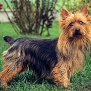 Australian Terrier