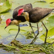 Comb-Crested Jacana