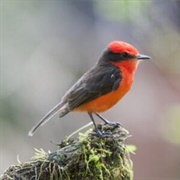 Flycatcher