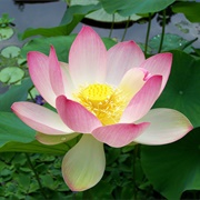 Lotus