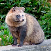 Japanese Racoon Dog (Tanuki)