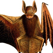 Welwitsch&#39;s Bat