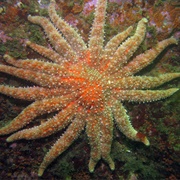 Sunflower Sea Star