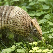 Three Banded Armadillo