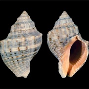 Florida Rock Snail