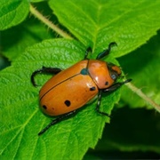 Grapevine Beetle