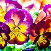 Pansy