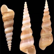 Turritella Shell