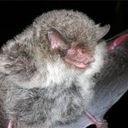 Ashy-Gray Tube-Nosed Bat