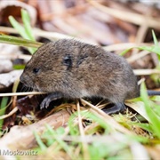 Creeping Vole