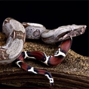 Dwarf Boa