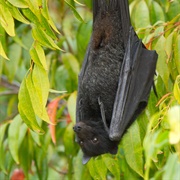 Black-Bearded Flying Fox