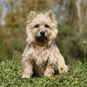 Cairn Terrier