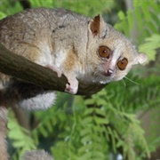 Grey Mouse Lemur