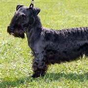 Cesky Terrier