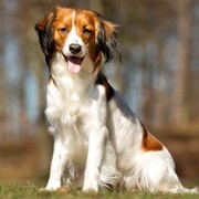 Nederlandse Kooikerhondje