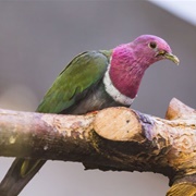 Pink-Necked Fruit Dove