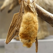 Rufous Mouse-Eared Bat