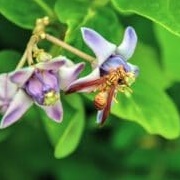 Executioner Wasp