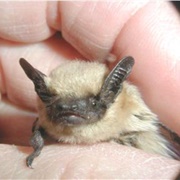 Western Pipistrelle