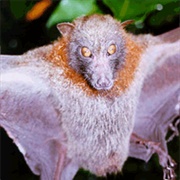 Talaud Flying Fox