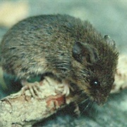 Eastern Harvest Mouse