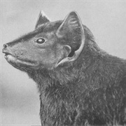 Pel&#39;s Pouched Bat