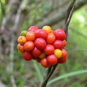 Sumbat Kendi (Stephania Capitata)