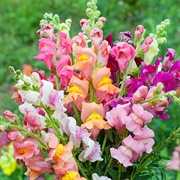 Snapdragon