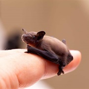 Bumblebee Bat