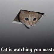 Celling Cat