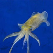 Bigfin Reef Squid