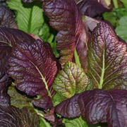 Giant Red Mustard