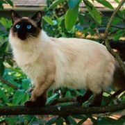 Balinese Cat