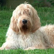 Otterhound