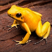 Golden Poison Frog