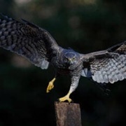 Goshawk