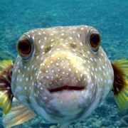 Japanese Pufferfish